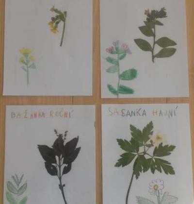 Viki Herb Rostlin